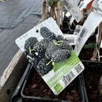 Moruša čierna 'TRNAVSKÁ' (Morus nigra) - výška: 20-30 cm, kont. C2L - čierne plody 